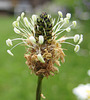 Spitzwegerichblüte - (Plantago lanceolata)