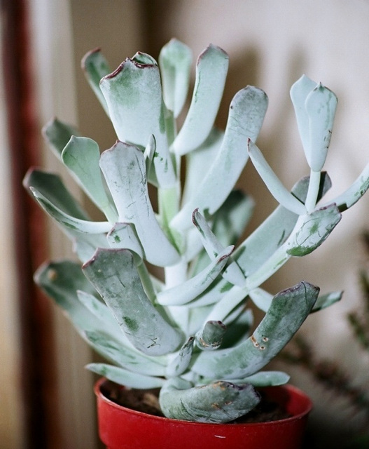 Cotyledon orbiculata oophylla