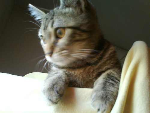 DSC00333