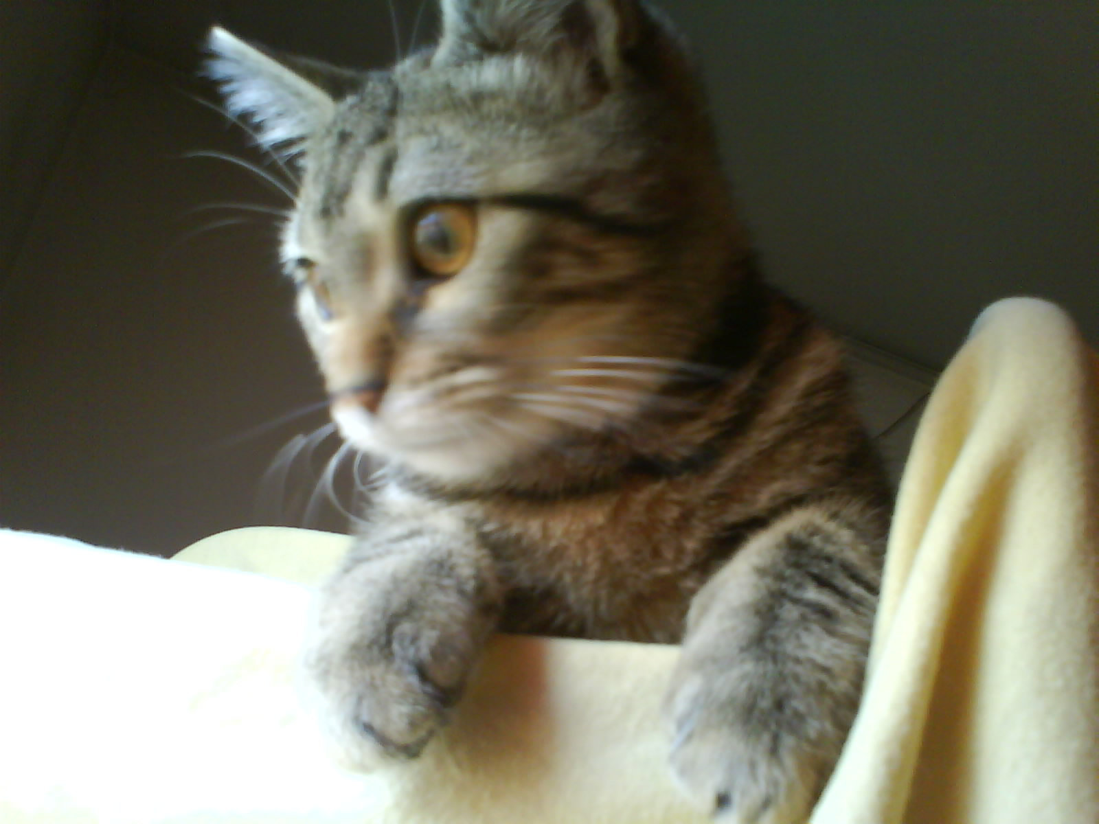 DSC00333