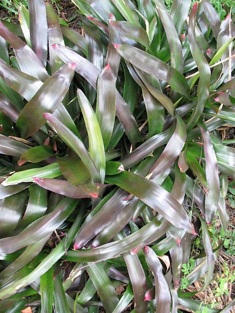 More bromeliads . .