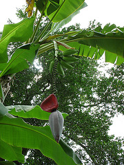 Hand of Lady Finger bananas...