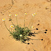 Desert daisy, Lake Eyre