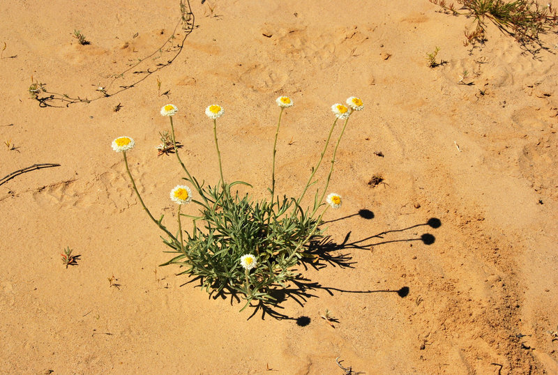 Desert daisy, Lake Eyre