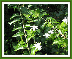 White Jasmine