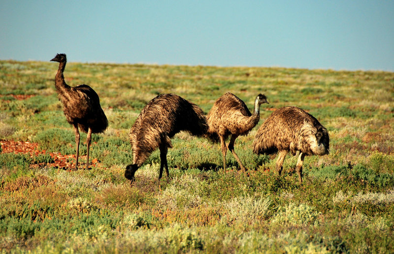 Emus