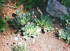 plants de Lewisias - le feuillage