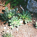 plants de Lewisias - le feuillage