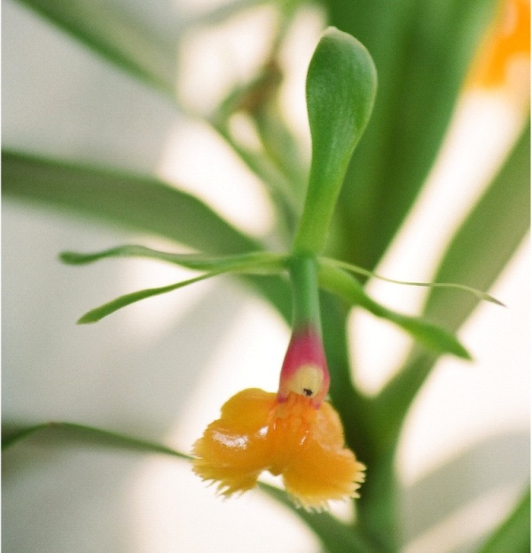 Epidendrum pseudoepidendrum (3)