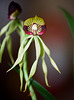 Encyclia octopussy