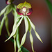 Encyclia octopussy