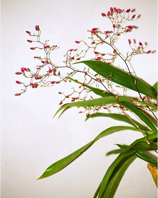 Oncidium ornithorhymchium