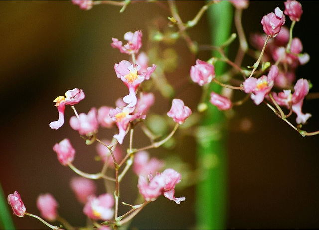 Oncidium ornithorhynchium