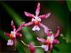 Oncidium Von Holm