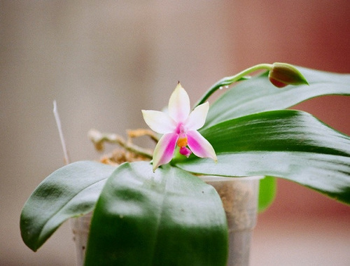 phalaenopsis violacea (2)