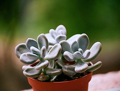 Pachyphytum bracteosum