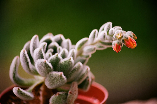 Echeveria pulvinata (2)