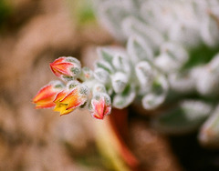 Echeveria pulvinata