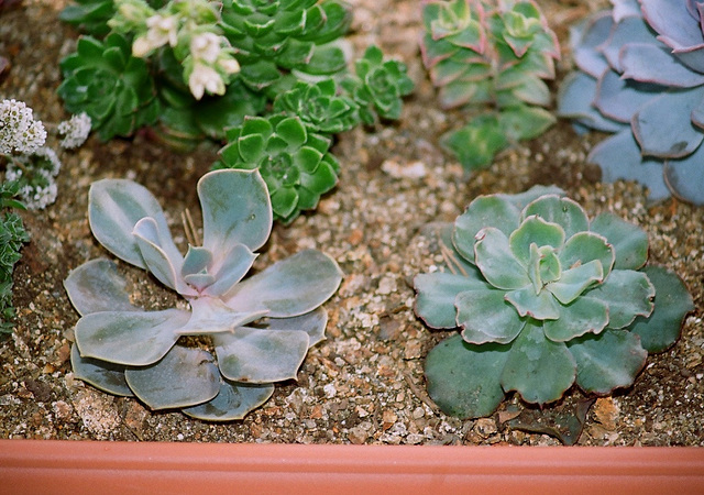 Echeverias - shaviana à droite