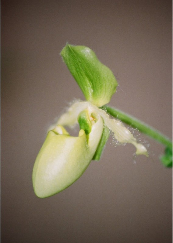 Paphiopedilum primulinum