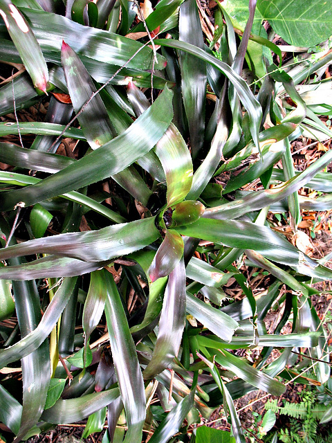 Bromeliads. .