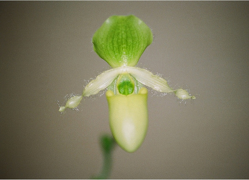 Paphiopedilum primulinum (2)