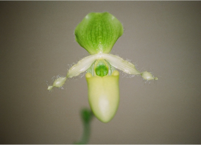 Paphiopedilum primulinum (2)