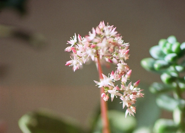 Crassula multicava fleurs