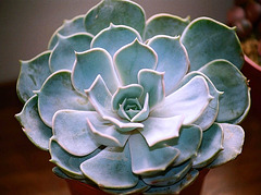 Echeveria lilacina (2)