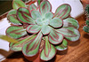 Echeveria nodulosa