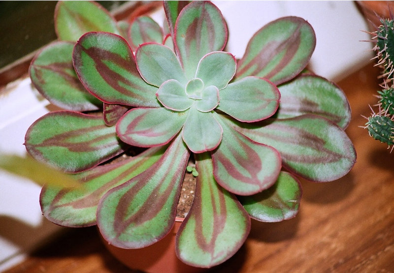 Echeveria nodulosa