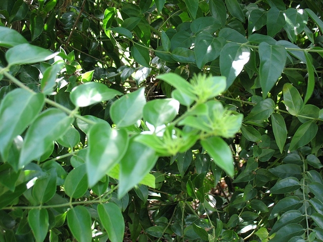 Jasmine leaves