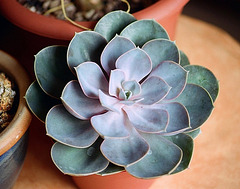 Echeveria Perl von nurmberg