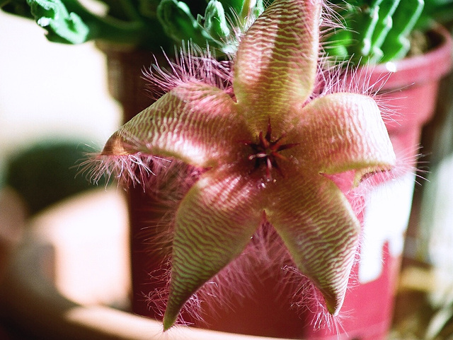 Stapelia hirsuta