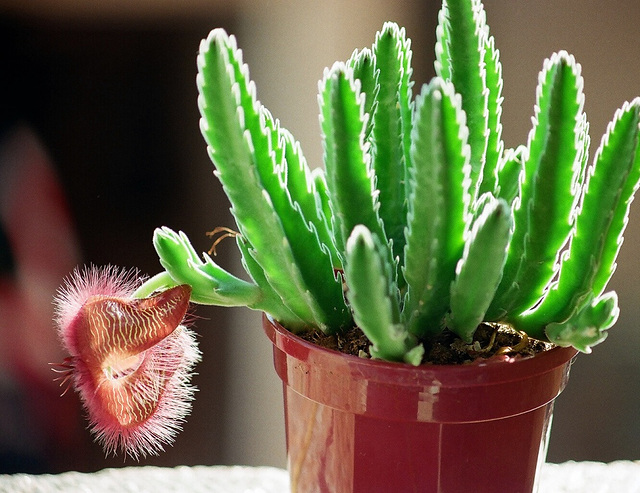 Stapelia hirsuta