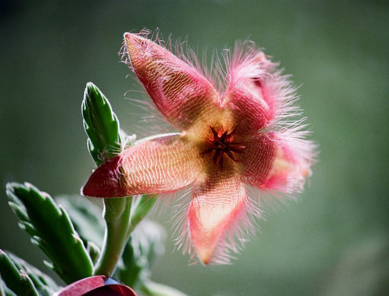 stapelia hirsuta