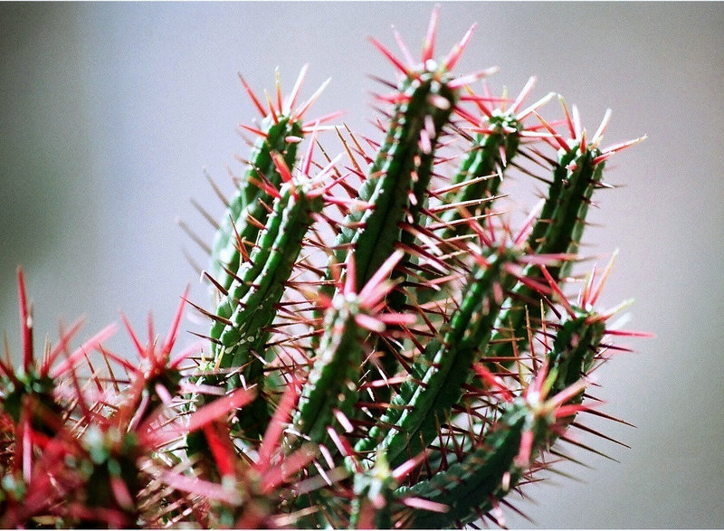 Euphorbia enopla 2