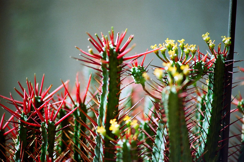 Euphorbia enopla fleurs