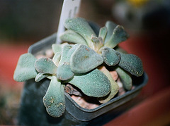 Aloinopsis rosulata