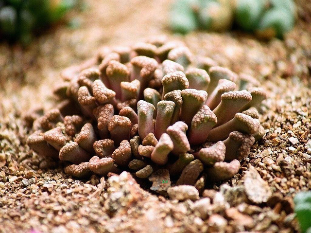 titanopsis  Hugo-schlechterii