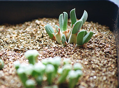 Cheiridopsis hybride