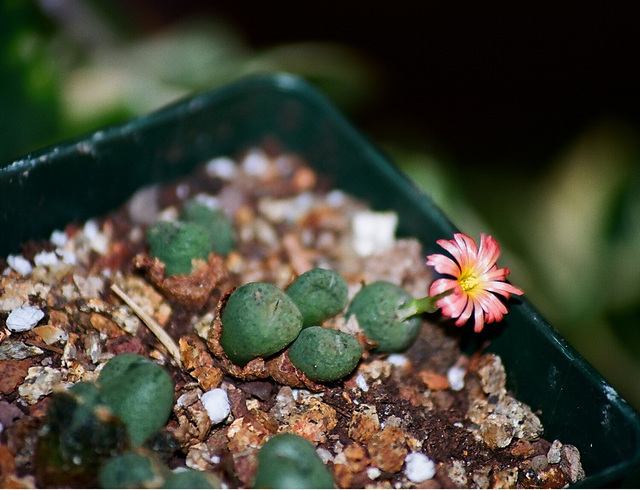 Conophytum auriflorum  x velutinum