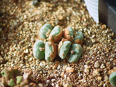 Conophytum meyeri Extractum