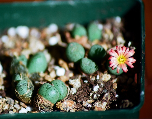 Conophytum auriflorum x velutinum