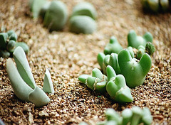 Conophytum bilobum cordatum