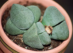 pleiospilos bolusi