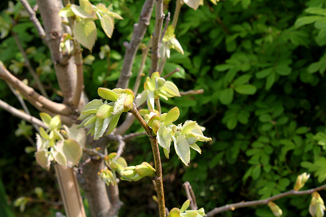 Tilia henryana - jeunes feuilles - Tilleul de Henry