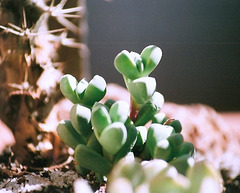 Corpuscularia lehmannii