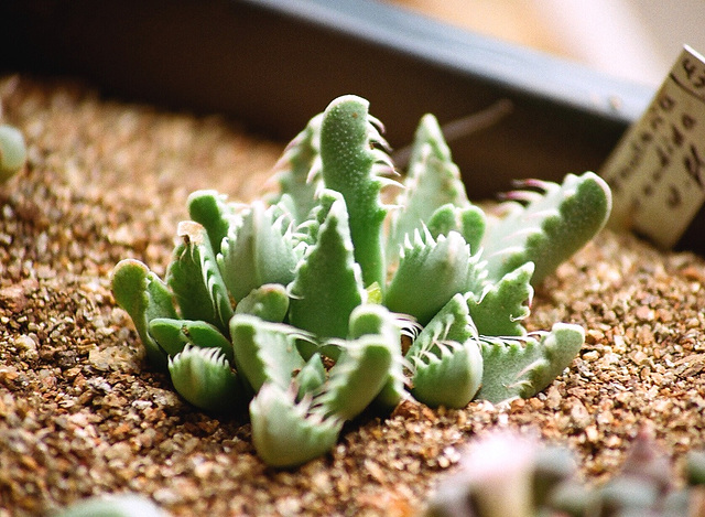 Faucaria candida