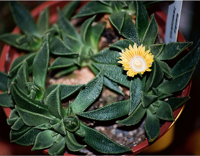 Nananthus transvaalensis (2)